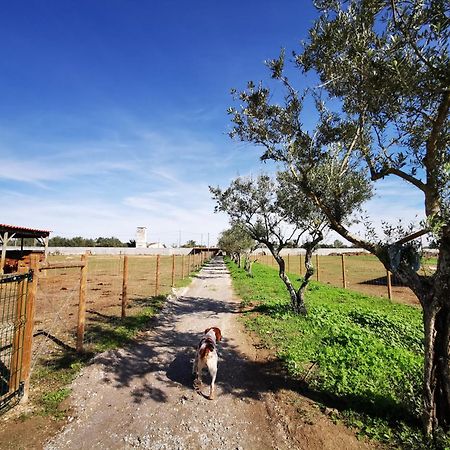 Вилла Quinta Do Louredo - Эвора Экстерьер фото
