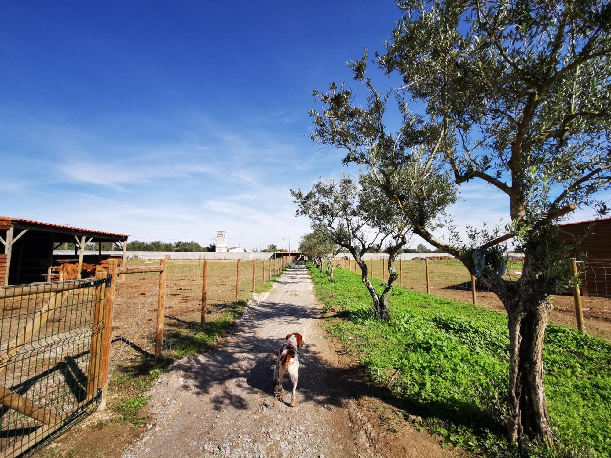 Вилла Quinta Do Louredo - Эвора Экстерьер фото